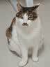 冠能猫粮室内成猫猫粮10kg 全价猫粮 添加膳食纤维 控制毛球 实拍图