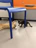 PALAM 帕蓝姆猫零食冻干宠物零食成猫幼猫鸭肝蛋黄鸡肉冻干 【鸡肉粒+鸭肝+蛋黄】冻干80g*1罐 实拍图