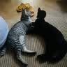 冠能猫粮成猫猫粮三文鱼味2.5kg 全价猫粮 稳固免疫 适口性强 实拍图
