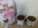 皇家猫粮 幼猫奶糕 幼猫猫粮 BK34 通用粮 1-4月 2KG 实拍图
