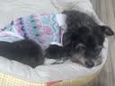 FAIRY PET狗窝四季通用狗狗猫咪睡觉的窝小狗狗比熊柴犬耐撕咬沙发窝狗垫子 栀子黄 L（77*60*21cm）【建议25斤内】 实拍图
