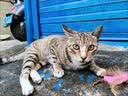 麦斯蒂猫咪零食益生元鸡肉猫条湿粮肉条成幼猫营养补水 鸡肉18g*101条 实拍图