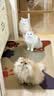 乐优派一次性猫砂盆外出便携开放式临时猫厕所 3个装 实拍图