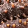 京东京造 大连有机鲜食海参1kg 16-20只固形物90% 辽刺中秋礼品礼盒 实拍图