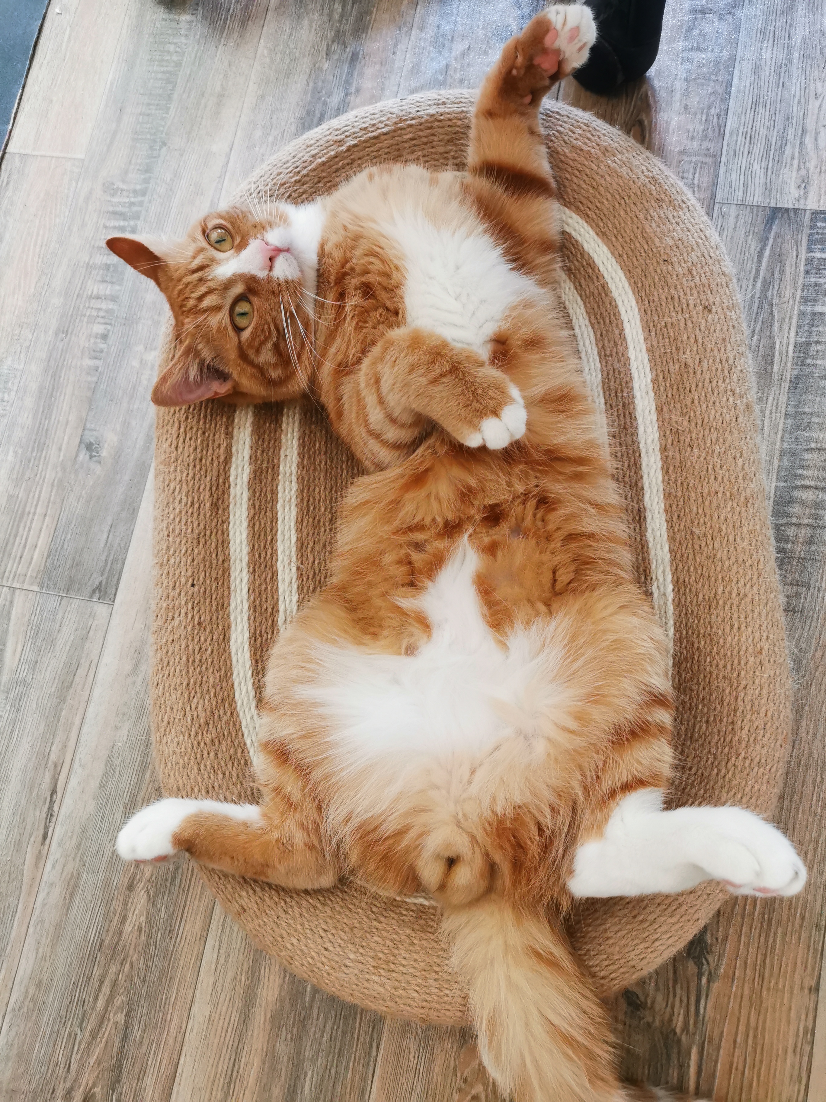 皇家猫粮 幼猫猫粮 幼猫奶糕 K36 通用粮 4-12月 2KG 实拍图
