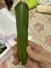 京鲜生 山东荷兰水果黄瓜 净重3斤 单果90g+ 小青瓜 健康轻食 源头直发 实拍图
