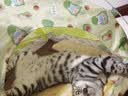 鲜朗低温烘焙猫粮无谷全阶段通用型鲜郎营养高蛋白鸡肉全价猫粮囤货装 烘焙猫粮2kg【单包装】 实拍图