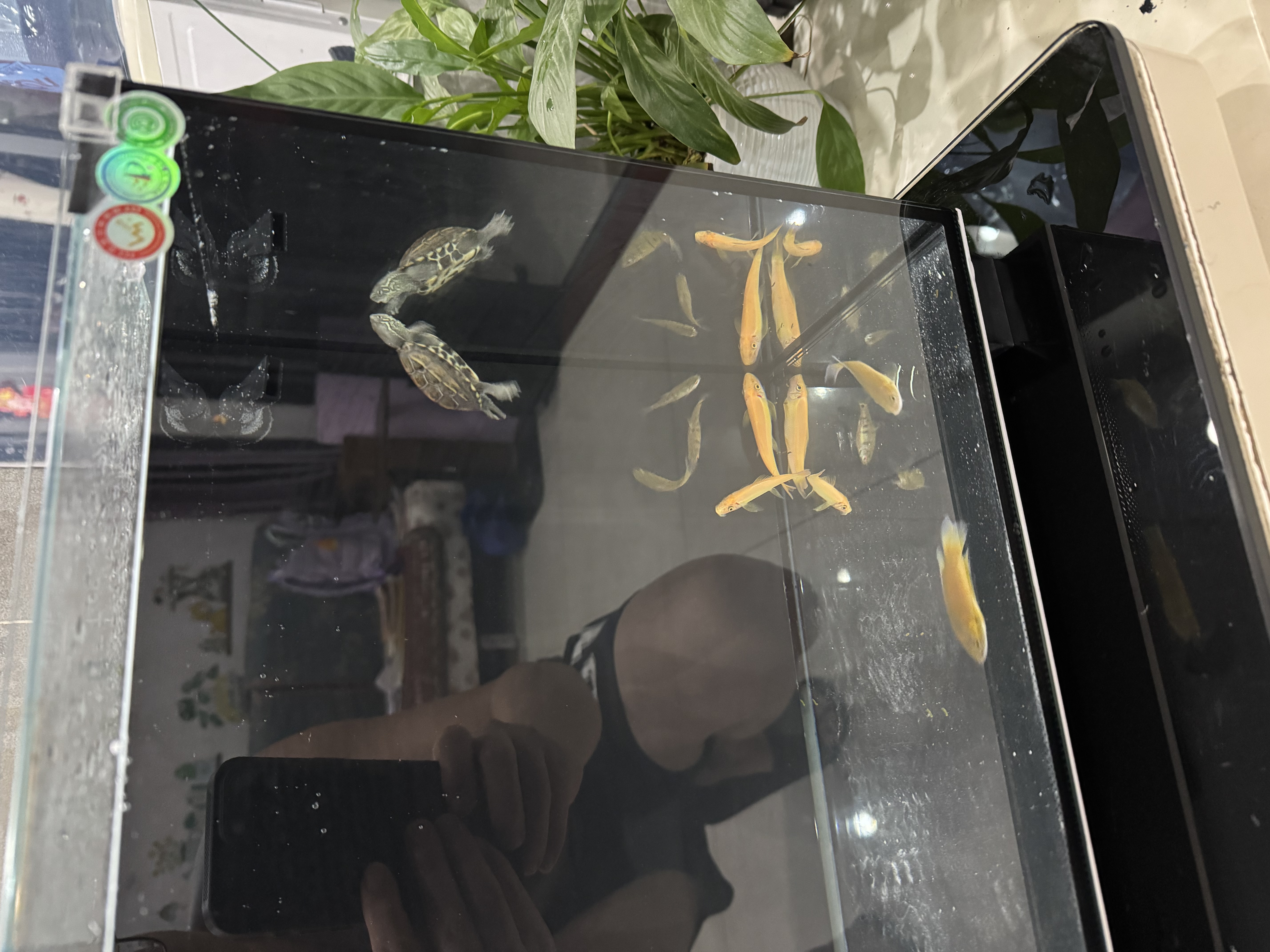 江森水族50*30*30黑色小型鱼缸办公室背滤生态免换水自循环超白玻璃水族箱 实拍图