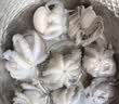 美加佳三去小章鱼净重2斤（500g*2袋）16-26只 去脏八爪鱼中秋聚餐 实拍图
