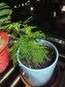 大盆君子兰盆栽名贵国宝级花卉苗绿植物圆头和尚室内客厅四季好养 大苗当年开花】12-14片叶子+带土 送肥料 实拍图