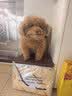 HELLOJOY宠物电热毯防水恒温加热垫狗窝猫窝专用冬天窝猫咪狗狗保暖电褥子 实拍图
