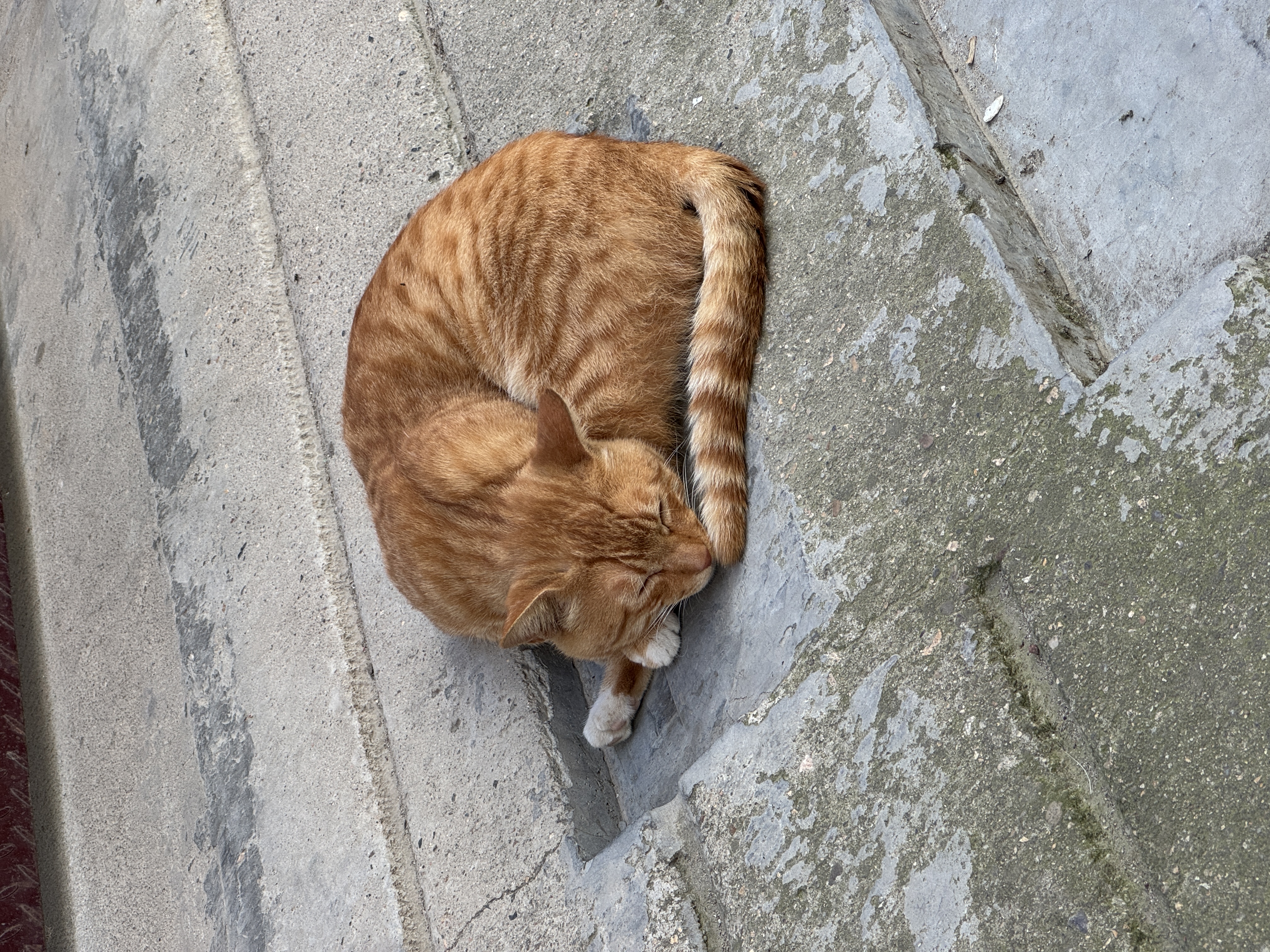 憨憨乐园猫咪磨牙棒猫玩具自嗨解闷耐咬猫薄荷球逗猫棒超大巨无霸木天蓼 实拍图