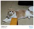妙多乐室内全价成猫粮10kg幼猫均衡营养流浪猫加菲折耳大猫雀巢旗下 全价成猫粮10kg26 10kg 实拍图