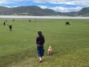 力狼狗粮 全价成犬粮 博美泰迪金毛阿拉斯加边牧大中小犬型粮 【53%肉含量-护胃健骨】鲜鸭肉梨20斤 实拍图
