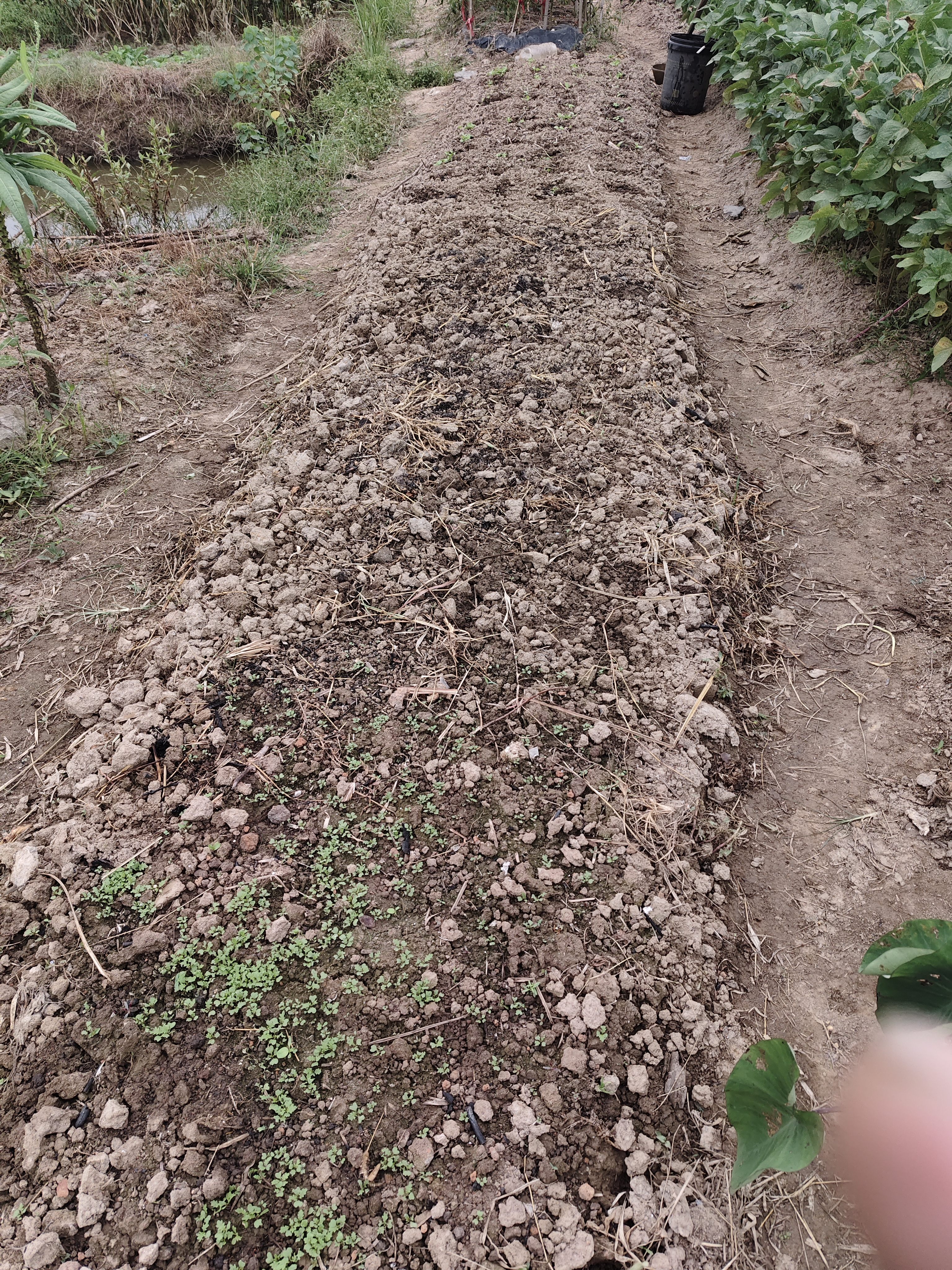 【亏本冲量】蔬菜种子四季播盆栽阳台庭院香菜生菜菠菜简单秋易种 黑叶苏州青种子1包约1000粒 实拍图