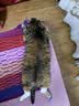 普安特宠物猫咪驱虫药体外驱虫滴剂幼猫跳蚤寄生虫非泼罗尼爱滴克 实拍图