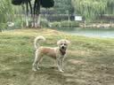 伯纳天纯狗粮经典 比熊小型成犬粮天然粮 经典系列宠物主粮博美1.5kg/3斤 实拍图