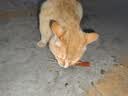 腆宠狗笼狗窝猫笼狗笼子中小型犬带厕所猫笼子大号家用室内狗围栏兔笼 实拍图