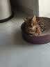 弗列加特猫粮 肠道养护 全价鲜肉天然粮 成猫粮鸡肉味2kg【宠物金选】 实拍图
