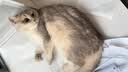 皇家英短成猫粮 BS34 通用粮 12月以上 4.5KG 实拍图