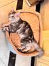 华元宠具（hoopet）猫窝四季通用猫咪床狗狗窝秋冬季保暖宠物沙发小型犬可拆洗睡垫子 实拍图