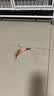 【京东快递】逗猫棒钓鱼竿长杆猫玩具羽毛铃铛宠物用品小鱼玩具 钢丝羽毛逗猫棒1根装 实拍图