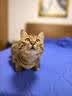 鲜朗主食罐猫咪营养蓝猫英短暹罗幼猫成猫替代主粮全价湿粮猫罐头 混合口味5盒【100g*30罐】 实拍图