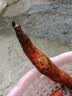 现挖沙地蜜薯红薯新鲜农家糖心番薯烤地瓜软糯批发黄心包邮 河南沙地蜜薯4斤中大果 实拍图