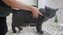 皇家猫粮 幼猫猫粮 幼猫专用 K36 通用粮 4-12月 400g 实拍图