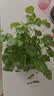 意轩铜钱草水培盆栽室内室外花卉金钱草绿植吸绿植花草植物 铜钱草1盆+玻璃水仙盆(带叶发货) 实拍图