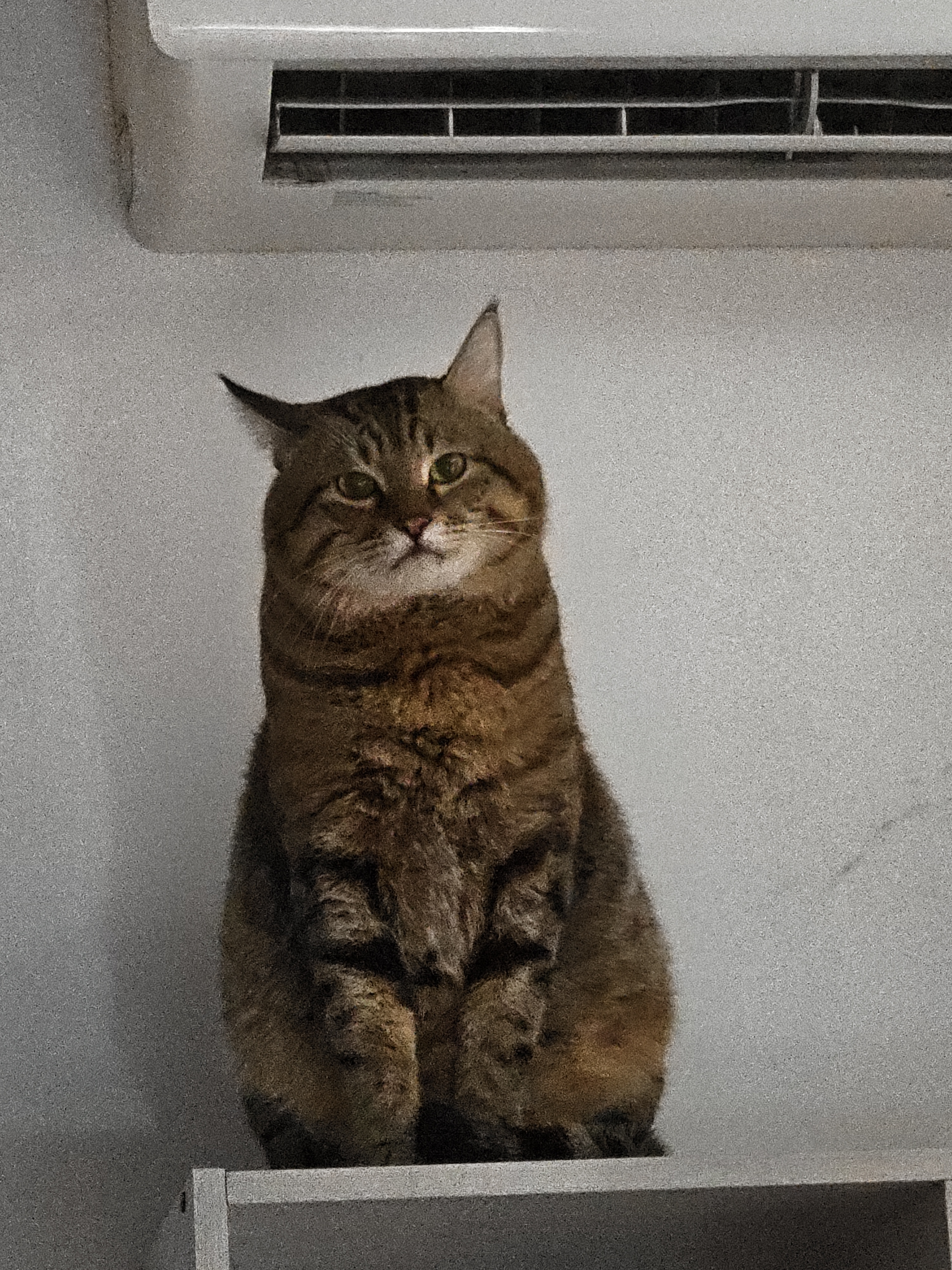 伯纳天纯至酥系列全价高鲜肉营养易消化酥化成猫幼猫粮鸡肉乳鸽1.5kg/包 实拍图