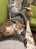 皇家猫粮 成猫猫粮 户外成猫 O30 通用粮 12月以上 4KG 实拍图