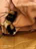 派乐特 猫奶瓶幼猫新生宠物幼犬狗狗喂奶器小猫奶嘴猫咪用品 针管喂奶器 实拍图