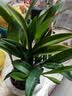 京东绿植七彩香水石斛兰盆栽四季好养花卉绿植 8-11苗配水培盆源头直发 实拍图