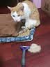 富美内特（FURminator）梳子猫咪去浮毛底绒梳开结梳猫毛梳美短英短暹罗美毛短毛猫大号 实拍图