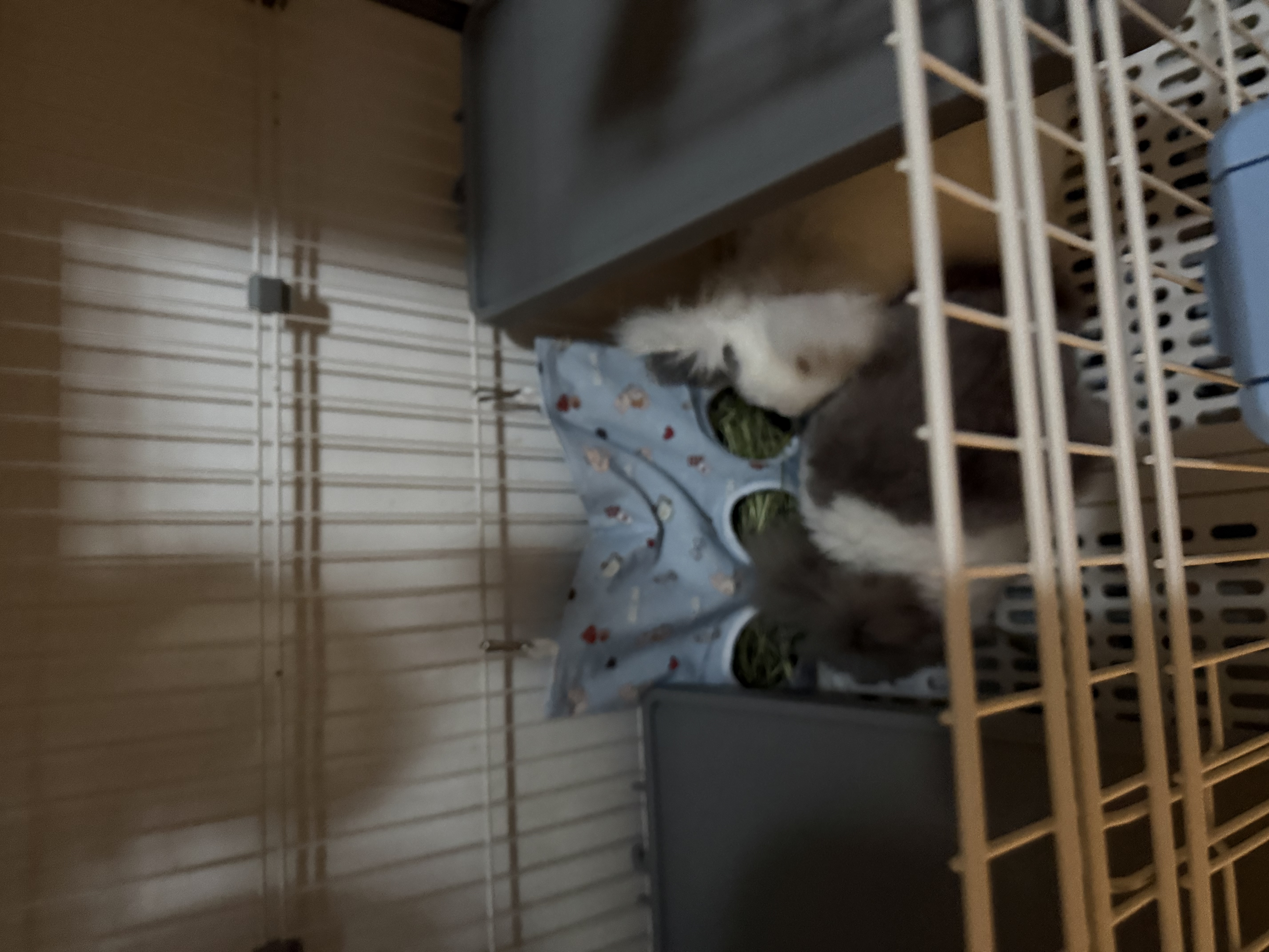 BCM兔子草袋 小宠悬挂式干草喂食袋子 荷兰猪豚鼠龙猫兔子提摩西草架 实拍图