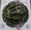 京鲜生 无籽麒麟瓜西瓜 1粒装 净重5-7斤 生鲜水果源头直发包邮 实拍图