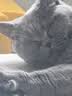 皇家英短成猫粮 BS34 通用粮 12月以上 4.5KG 实拍图