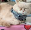 京东京造猫粮绝育体重控制全价低卡猫粮成猫维持健康体态2kg 实拍图