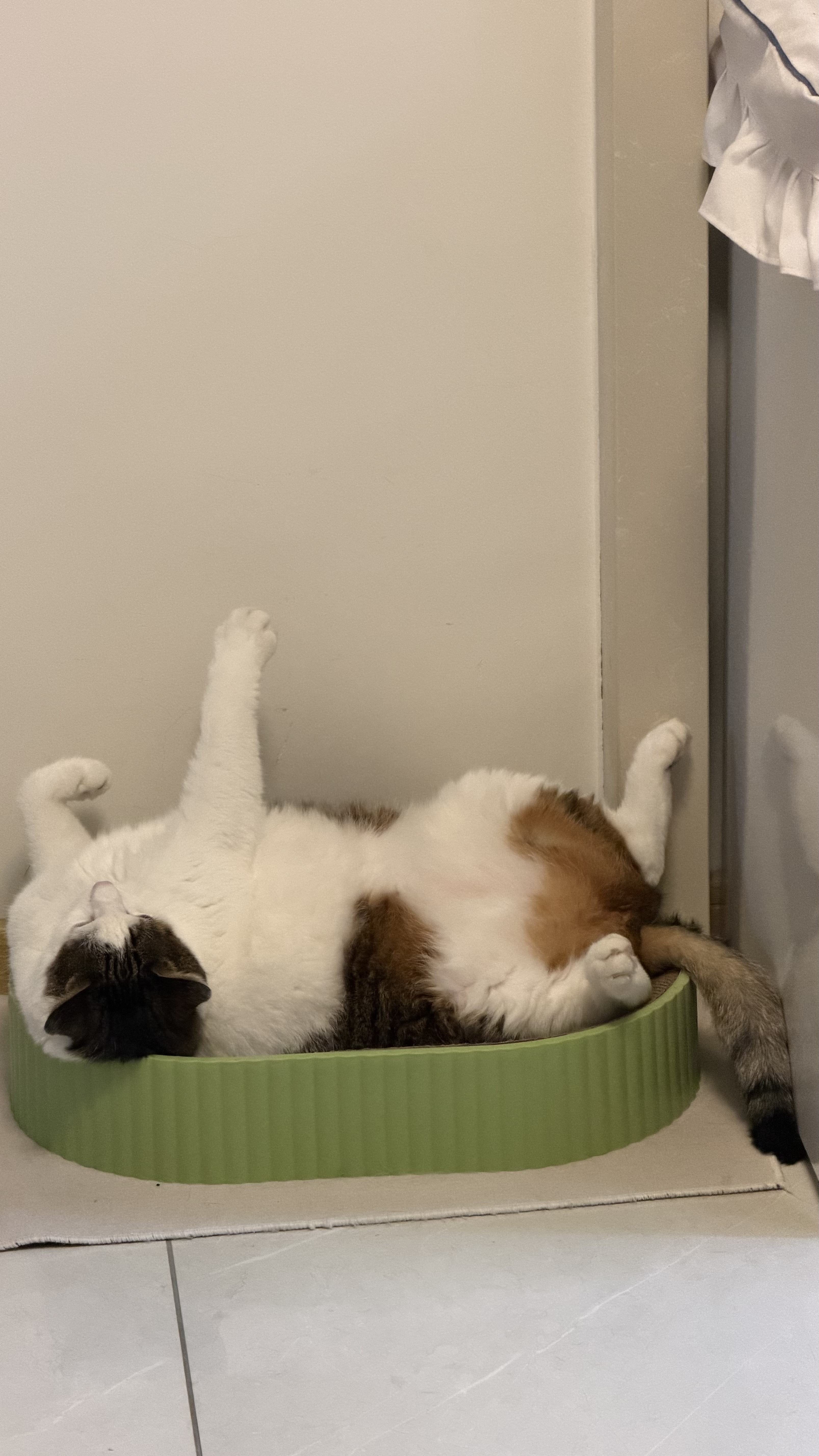网易严选全价猫粮4.0 成幼猫三文鱼亮毛护肠胃深海鱼虾味10kg【宠物金选】 实拍图