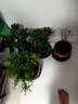 花竹恋杜鹃花四季开花盆栽花卉绿植阳台办公室红掌室内盆栽盆景大型绿植 杜鹃花红色 含盆栽好发货高度40厘米左右 实拍图