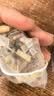 承义堂藕节芦根白茅根300g白茅根莲藕煮水儿童小儿搭流鼻血止鼻血中药材 实拍图
