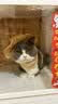 艾禾美（ARM&HAMMER）铁锤猫砂黑盒红标28磅膨润土钠基矿石猫沙矿砂进口猫用品除臭低尘 实拍图