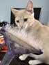 富美内特（FURminator）梳子猫咪去浮毛底绒梳开结梳猫毛梳美短英短暹罗美毛短毛猫大号 实拍图