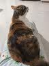 LEGENDSANDY蓝氏猫粮成猫幼猫生骨肉冻干粮 兔肉口味50g-赠品勿购 实拍图