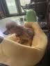 HELLOJOY狗窝四季通用可拆洗床小型犬睡窝新式香蕉船小狗宠物猫窝半封闭 实拍图