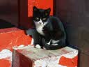朗亲猫粮冻干五拼体态管理成猫专用英短布偶通用鸡肉鱼猫干粮10kg 实拍图