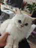 皇家猫粮 幼猫猫粮 幼猫奶糕 K36 通用粮 4-12月 2KG 实拍图