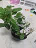 绣球花苗无尽夏带花苞四季开花绣球花盆栽庭院好养花卉植物室内花 无尽夏【大花绣球-无尽星河】 精品大苗【花期带花苞】原盆宽18cm高45cm 实拍图