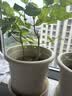 九千谷 花盆塑料加厚 欧式简约绿植盆栽四季花盆 米色3号2个装7178 实拍图